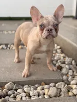 Legend, a male French Bulldog for sale in Chicago, IL – Photo 1 of 4