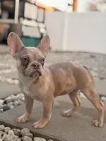 Legend, a male French Bulldog for sale in Chicago, IL – Photo 3 of 4