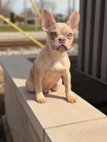 Legend, a male French Bulldog for sale in Chicago, IL – Photo 2 of 4
