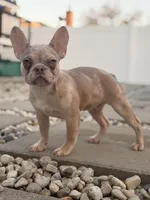 Legend, a male French Bulldog for sale in Chicago, IL – Photo 4 of 4