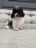 Cash, a female Shihpoo for sale in Chicago, IL – 3 of 5