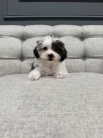 Bella, a female Shihpoo for sale in Chicago, IL – 5 of 5