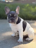 Carter, a male French Bulldog for sale in Chicago, IL – 2 of 4