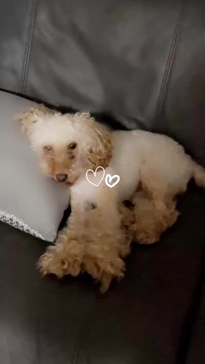 Rascal , a male Miniature Goldendoodle for sale in Indianapolis, IN – 3 of 3