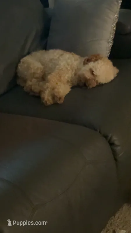 Rascal  – Miniature Goldendoodle puppy for sale in Indianapolis, IN