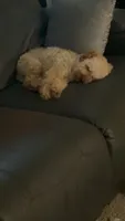 Rascal , a male Miniature Goldendoodle for sale in Indianapolis, IN – 1 of 3