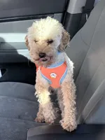 Rascal , a male Miniature Goldendoodle for sale in Indianapolis, IN – 2 of 3