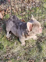 Riri, a female French Bulldog for sale in Bloomfield Hills, MI – Photo 3 of 4