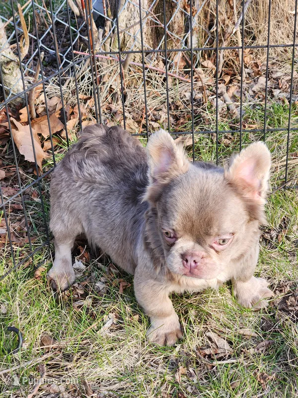 Riri, a female French Bulldog for sale in Bloomfield Hills, MI – Photo 1 of 4