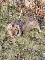 Riri, a female French Bulldog for sale in Bloomfield Hills, MI – Photo 4 of 4