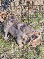 Riri, a female French Bulldog for sale in Bloomfield Hills, MI – Photo 2 of 4