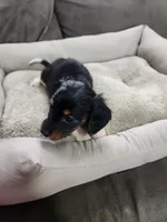 Cupcake, a female Dachshund for sale in Bloomfield Hills, MI – Photo 3 of 5