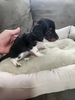 Cupcake, a female Dachshund for sale in Bloomfield Hills, MI – Photo 2 of 5