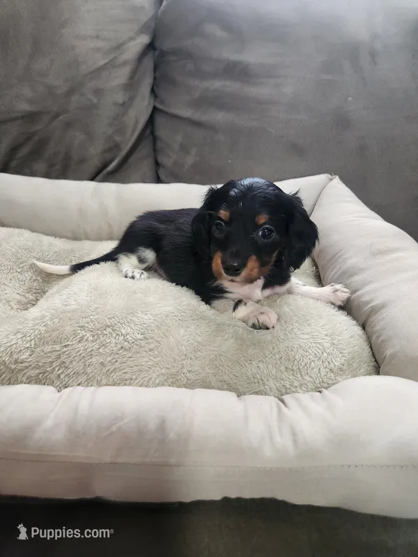 Cupcake – Dachshund puppy for sale in Bloomfield Hills, MI