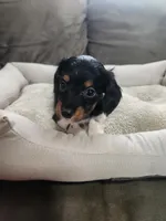 Cupcake, a female Dachshund for sale in Bloomfield Hills, MI – Photo 5 of 5