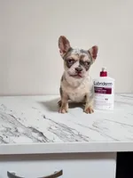 Cupcake, a female French Bulldog for sale in Bloomfield Hills, MI – Photo 3 of 5