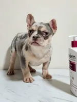 Cupcake, a female French Bulldog for sale in Bloomfield Hills, MI – Photo 2 of 5