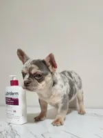 Cupcake, a female French Bulldog for sale in Bloomfield Hills, MI – Photo 1 of 5