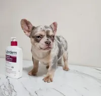 Cupcake, a female French Bulldog for sale in Bloomfield Hills, MI – Photo 5 of 5