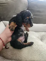 Cash, a male Dachshund for sale in Bloomfield Hills, MI – Photo 2 of 6