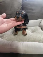 Cash, a male Dachshund for sale in Bloomfield Hills, MI – Photo 3 of 6