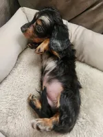 Cash, a male Dachshund for sale in Bloomfield Hills, MI – Photo 4 of 6