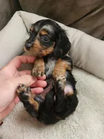 Cash, a male Dachshund for sale in Bloomfield Hills, MI – Photo 5 of 6