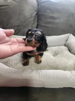 Cash, a male Dachshund for sale in Bloomfield Hills, MI – Photo 6 of 6