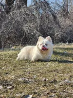 Ricky, a male French Bulldog for sale in Bloomfield Hills, MI – Photo 2 of 2