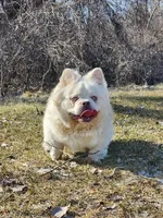 Ricky, a male French Bulldog for sale in Bloomfield Hills, MI – Photo 1 of 2