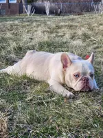 Creme , a female French Bulldog for sale in Bloomfield Hills, MI – Photo 2 of 3