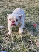 Creme , a female French Bulldog for sale in Bloomfield Hills, MI – Photo 3 of 3