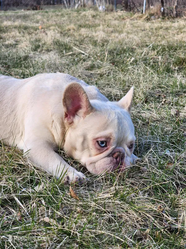 Creme  – French Bulldog puppy for sale in Bloomfield Hills, MI