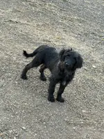 Orange collar, a female Labradoodle and Miniature Aussiedoodle for sale in Pine City, MN – Photo 7 of 9