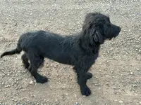 Orange collar, a female Labradoodle and Miniature Aussiedoodle for sale in Pine City, MN – Photo 5 of 9