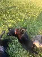 Orange collar, a female Labradoodle and Miniature Aussiedoodle for sale in Pine City, MN – Photo 6 of 9
