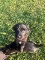 Orange collar, a female Labradoodle and Miniature Aussiedoodle for sale in Pine City, MN – Photo 2 of 9