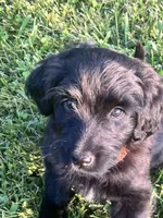 Orange collar, a female Labradoodle and Miniature Aussiedoodle for sale in Pine City, MN – Photo 3 of 9