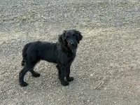 Orange collar, a female Labradoodle and Miniature Aussiedoodle for sale in Pine City, MN – Photo 1 of 9