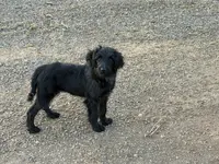 Orange collar, a female Labradoodle and Miniature Aussiedoodle for sale in Pine City, MN – Photo 9 of 9