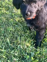 Orange collar, a female Labradoodle and Miniature Aussiedoodle for sale in Pine City, MN – Photo 8 of 9