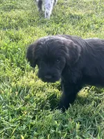 Orange collar, a female Labradoodle and Miniature Aussiedoodle for sale in Pine City, MN – Photo 4 of 9