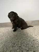 Female w white toe, a female Aussiedoodle and Australian Labradoodle for sale in Pine City, MN – 2 of 3