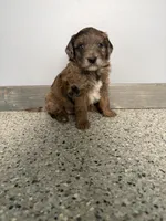 Red merle female , a female Aussiedoodle and Australian Labradoodle for sale in Pine City, MN – 3 of 4