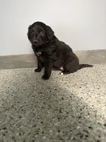 Female w white toe, a female Aussiedoodle and Australian Labradoodle for sale in Pine City, MN – 3 of 3
