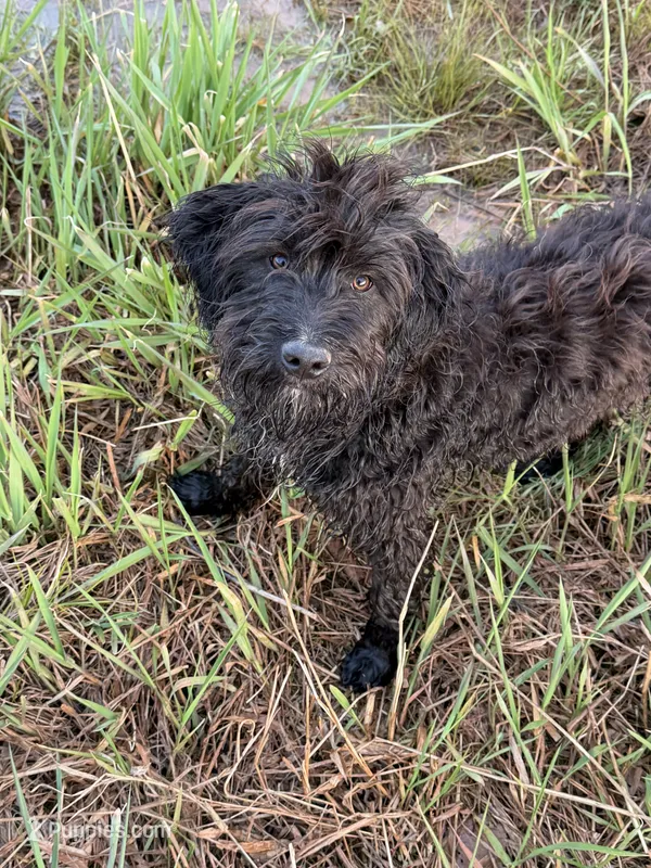 Vector  – Aussiedoodle, Labradoodle puppy for sale in Pine City, MN