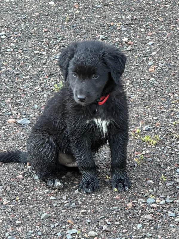 Goose – Aussiedoodle, Australian Labradoodle puppy for sale in Pine City, MN