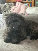 Vector , a male Aussiedoodle and Labradoodle for sale in Pine City, MN – 2 of 4