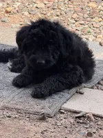 Drake , a male Aussiedoodle and Australian Labradoodle for sale in Pine City, MN – 4 of 5