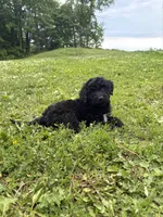 Drake , a male Aussiedoodle and Australian Labradoodle for sale in Pine City, MN – 2 of 5
